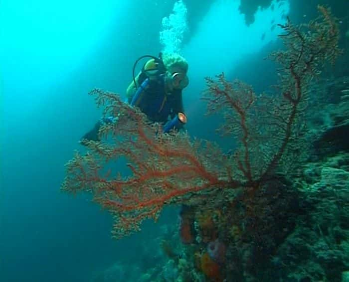 纪录片《水下印象 Underwater Impressions》[无字][BT][1080P]资源下载