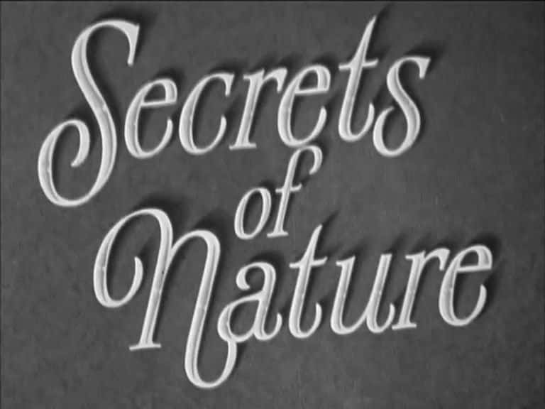 纪录片《自然的秘密 Secrets of Nature》[无字][BT][720P][1080P]双画质资源下载