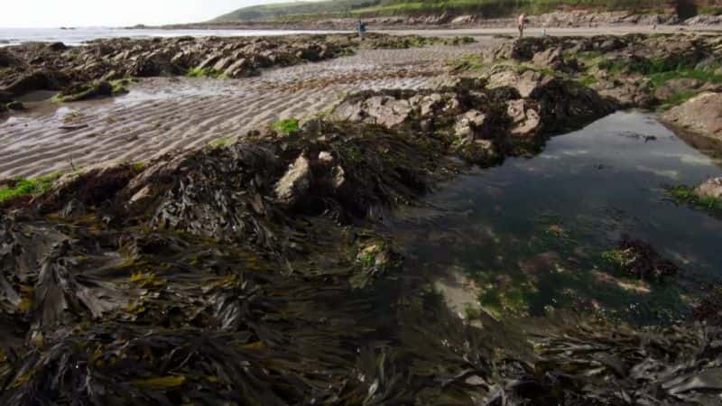 纪录片《岩石池的秘密生活 (BBC) The Secret Life of Rock Pools (BBC)》[无字][BT][1080P]资源下载