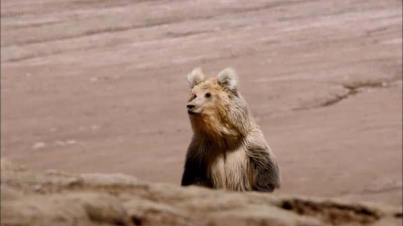 ¼Ƭϲɽ (BBC 1080p) The Himalayas (BBC 1080p)1080P-Ļ/Ļ