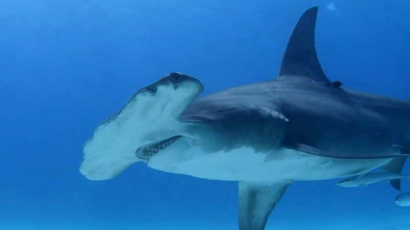 ¼Ƭĵ Sharks of Hawaii1080Pȫ1-Ļ/Ļ