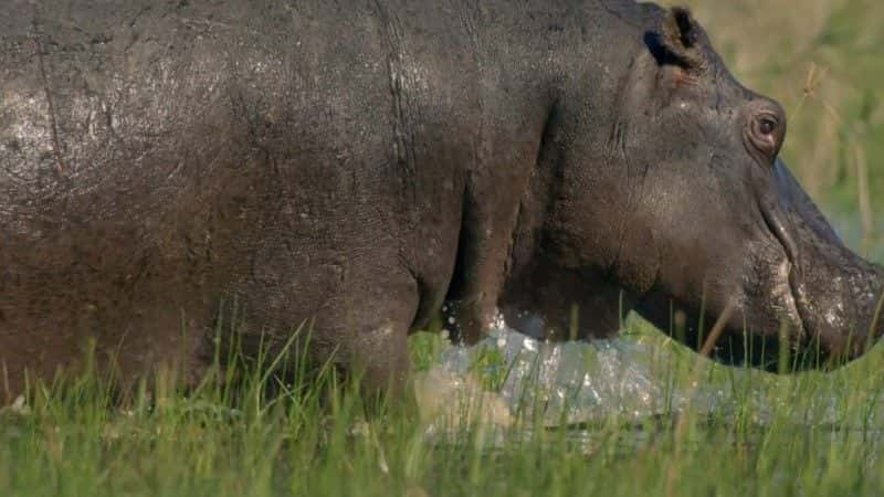 纪录片《河马：非洲的河流巨人 Hippos: Africa's River Giants》[无字][BT][720P]资源下载