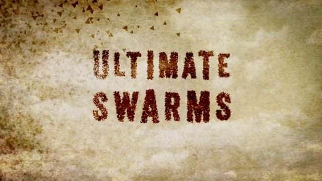 纪录片《终极蜂群 (BBC) Ultimate Swarms (BBC)》[无字][BT][DVD]资源下载