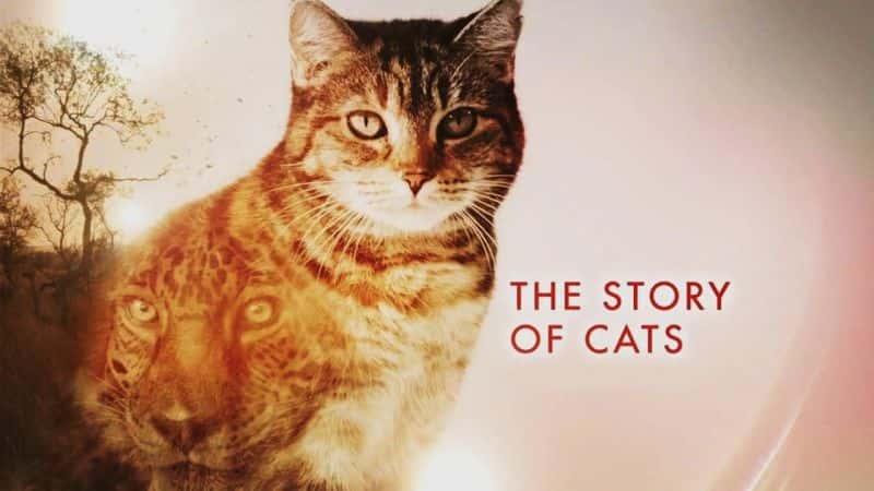 纪录片《猫的故事 (ITV) The Story of Cats (ITV)》[无字][BT][1080P]资源下载