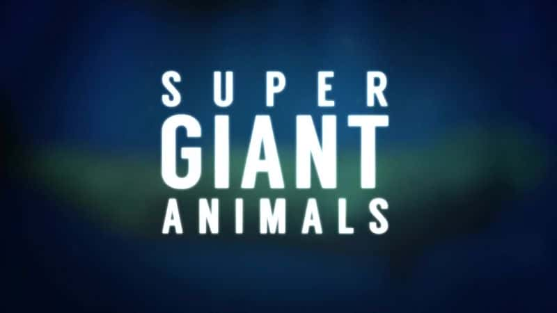 纪录片《超巨型动物 Supergiant Animals》[无字][BT][720P]资源下载