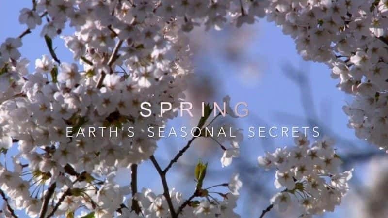 ¼Ƭ죺ļ Spring: Earth's Seasonal Secretsȫ1-Ļ/Ļ