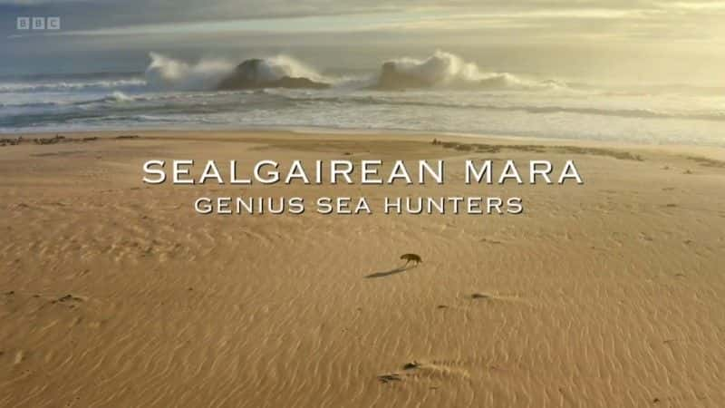 纪录片《海豹马拉天才海洋猎人 Sealgairean Mara Genius Sea Hunters》[无字][BT][720P]资源下载