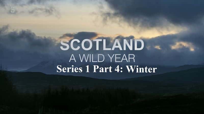 纪录片《苏格兰狂野之年系列 1 第 4 部分：冬季 Scotland a Wild Year Series 1 Part 4: Winter》[无字] [BT][DVD画质]资源下载