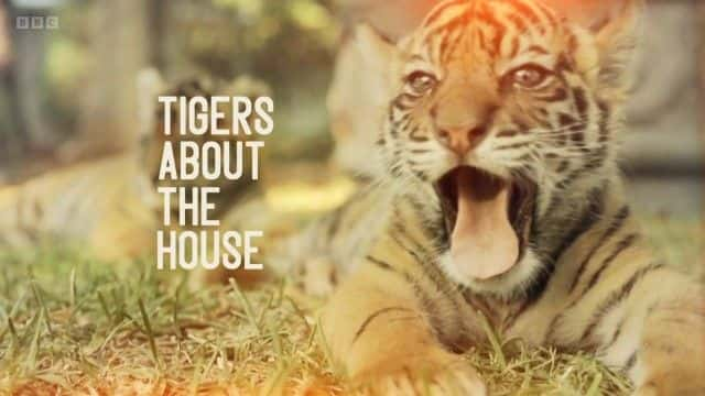 纪录片《老虎关于房子系列 1 (BBC) Tigers about the House Series 1 (BBC)》[无字][BT][720P]资源下载