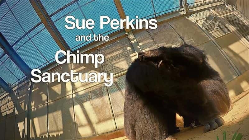 纪录片《苏·帕金斯和黑猩猩保护区 Sue Perkins and the Chimp Sanctuary》[无字][BT][1080P]资源下载