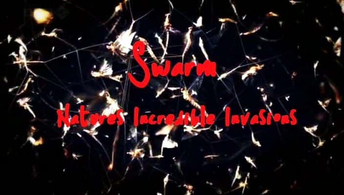 纪录片《蜂群：大自然令人难以置信的入侵 Swarm: Nature's Incredible Invasions》[无字][BT][720P]资源下载