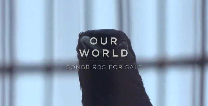 纪录片《出售鸣禽 Songbirds for Sale》[无字][BT][720P]资源下载