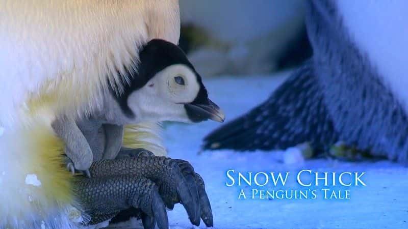 纪录片《雪鸡：企鹅的故事 Snow Chick: A Penguin's Tale》[无字] [BT][DVD画质]资源下载