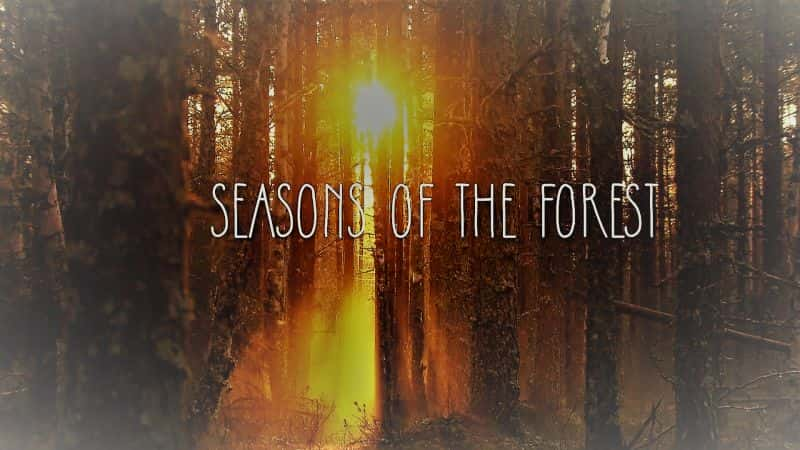 纪录片《森林的季节 Seasons of the Forest》[无字][BT][720P]资源下载