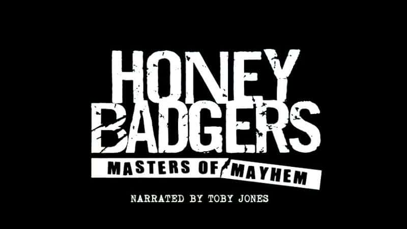 纪录片《蜜獾：混乱大师 Honey Badgers: Masters of Mayhem》[无字][BT][1080P][资源下载]