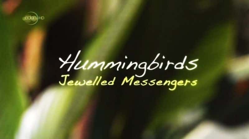 纪录片《蜂鸟：珠宝信使 Hummingbirds: Jewelled Messengers》[无字][BT][720P][DVD]双画质资源下载