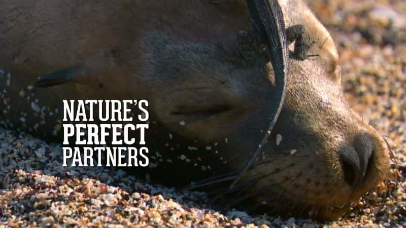 ¼ƬȻ (BBC 1080p) Nature's Perfect Partners (BBC 1080p)1080Pȫ1-Ļ/Ļ