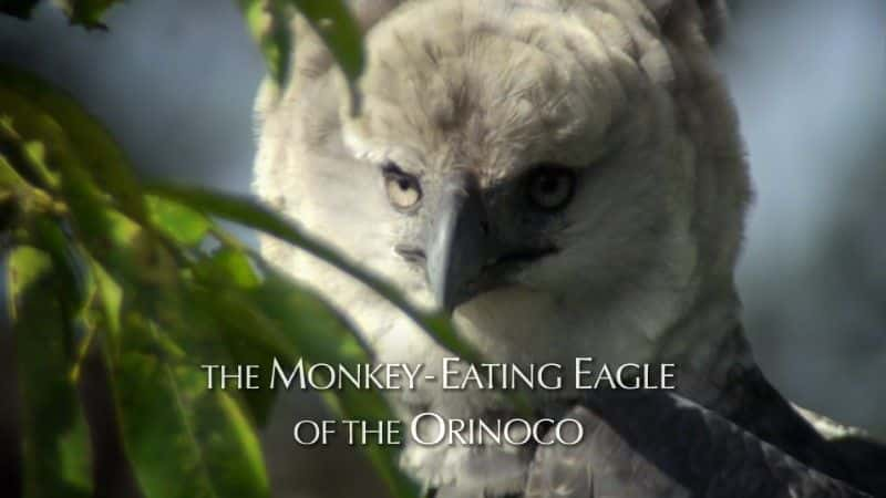 ¼Ƭŵƺʳӥ (BBC) The Monkey-Eating Eagle of the Orinoco (BBC)1080Pȫ1-Ļ/Ļ