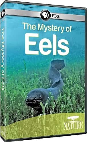 ¼Ƭ֮ The Mystery of EelsĻ/Ļ