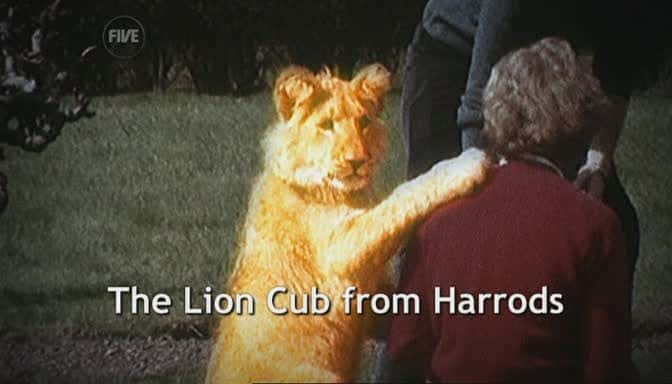 纪录片《哈罗德百货公司的小狮子 The Lion Cub From Harrods》[无字][BT][DVD画质]资源下载