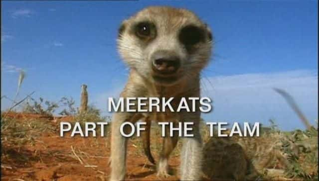 ¼ƬèŶӵһ Meerkats, Part of the TeamĻ/Ļ