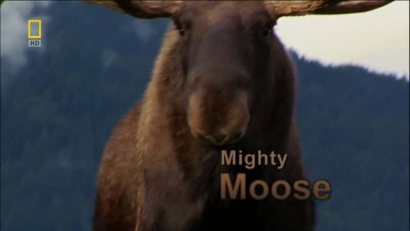 ¼Ƭǿ¹ Mighty MooseĻ/Ļ