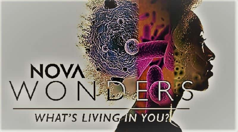 ¼ƬNOVA 漣ϵ 1  2 ֣ʲô NOVA Wonders Series 1 Part 2: What's Living in YouĻ/Ļ