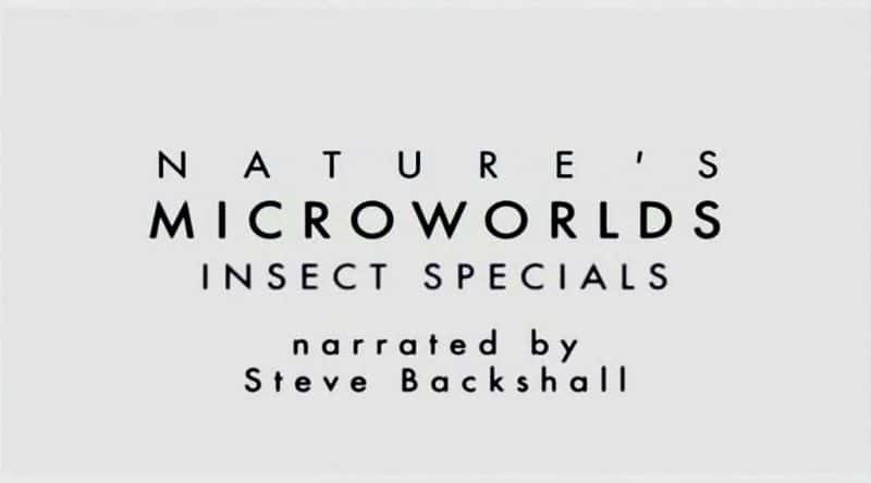 ¼ƬȻ΢磺ؼ Nature's Microworlds: Insect SpecialsĻ/Ļ