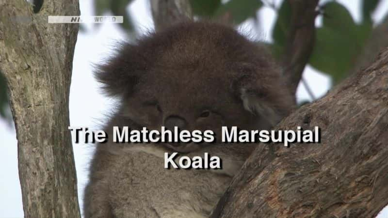 ¼Ƭױȵд￼ The Matchless Marsupial KoalaĻ/Ļ