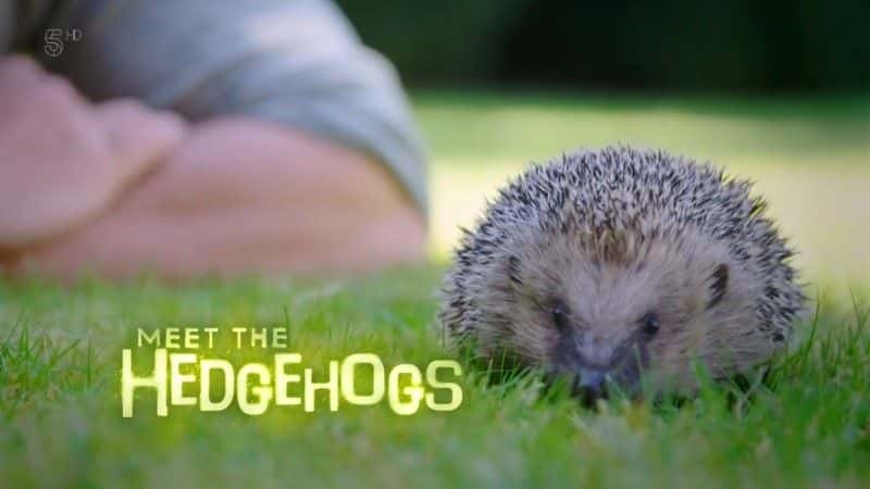 ¼Ƭʶ Meet the Hedgehogsȫ1-Ļ/Ļ