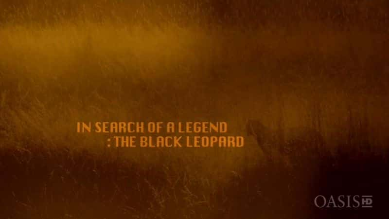 ¼ƬѰҴ棺ڱ In Search of a Legend: The Black LeopardĻ/Ļ