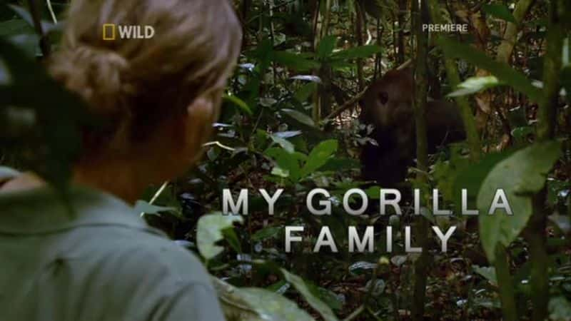 纪录片《我的大猩猩家族 My Gorilla Family》[无字][BT][720P]资源下载