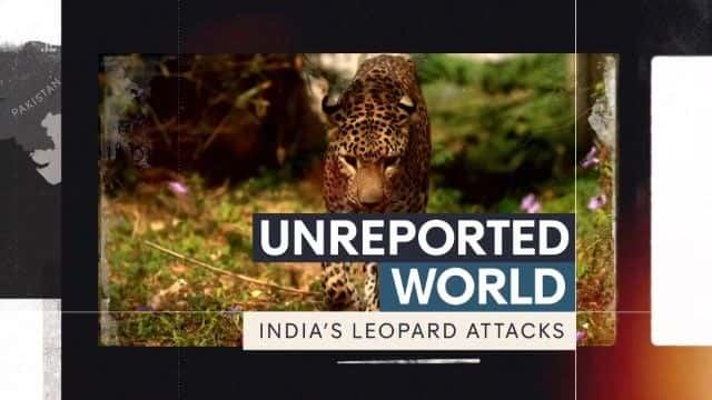 ¼ƬӡȱϮ¼ India's Leopard Attacks1080Pȫ1-Ļ/Ļ