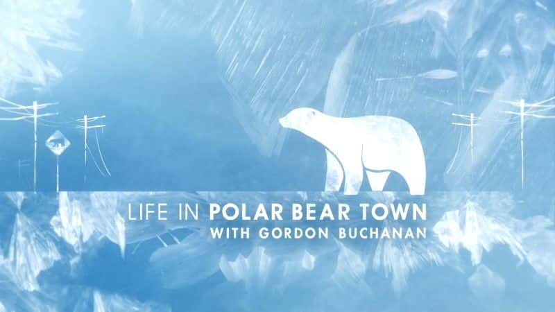 纪录片《北极熊镇的生活 Life in Polar Bear Town》[无字][BT][1080P]资源下载