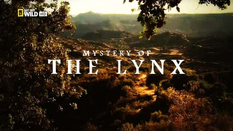 纪录片《山猫之谜 Mystery of the Lynx》[无字] [BT][DVD画质]资源下载