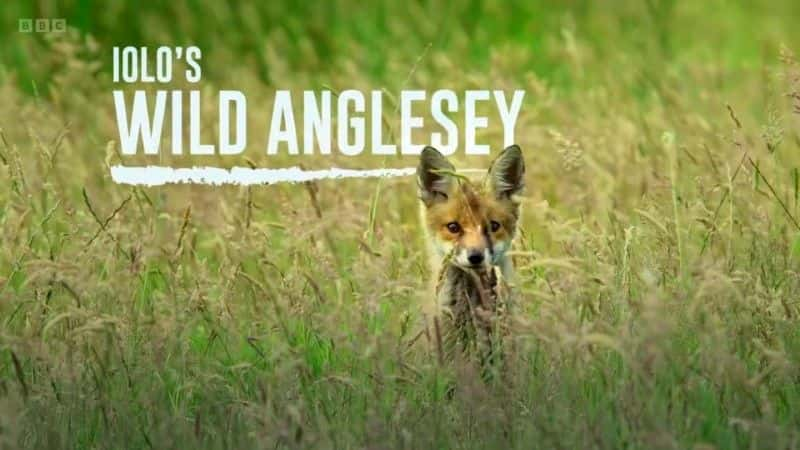 ¼ƬĿҰ Iolo's Wild Anglesey1080Pȫ1-Ļ/Ļ