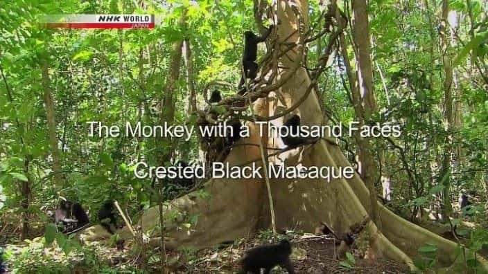 ¼Ƭǧ The Monkey with a Thousand Facesȫ1-Ļ/Ļ