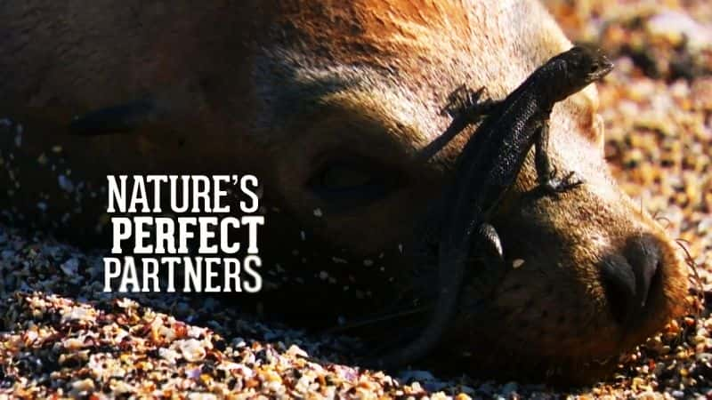 ¼ƬȻ (BBC) Natures Perfect Partners (BBC)ȫ1-Ļ/Ļ