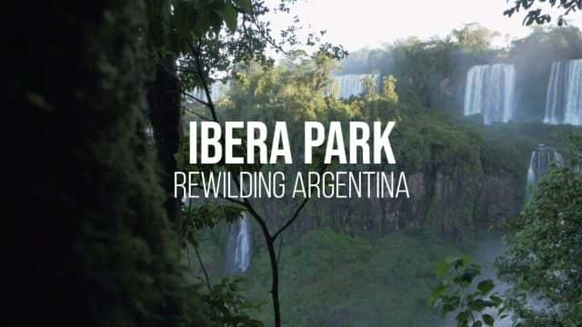 ¼Ƭ԰Ұ͢ Ibera Park: Rewilding Argentina1080Pȫ1-Ļ/Ļ