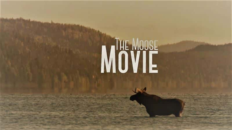 ¼Ƭ¹Ӱ The Moose Movie1080P-Ļ/Ļ