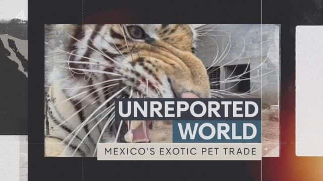 ¼Ƭīó Mexico's Exotic Pet Trade1080Pȫ1-Ļ/Ļ