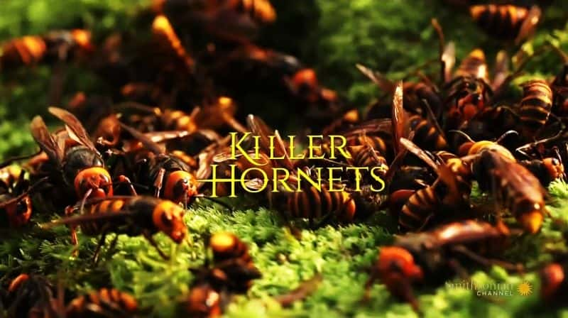 ¼ƬɱֻƷ Killer Hornets1280P-Ļ/Ļ