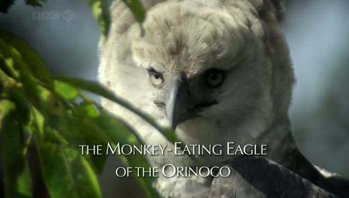 ¼Ƭŵƺʳӥ The Monkey-Eating Eagle of the Orinoco720Pȫ1-Ļ/Ļ