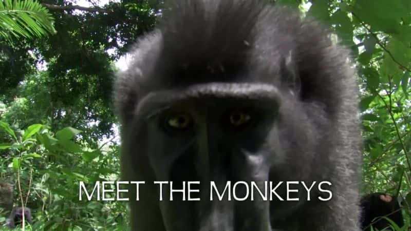 ¼Ƭʶ Meet The Monkeys1080Pȫ1-Ļ/Ļ