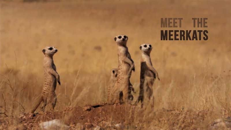 ¼Ƭʶè Meet the Meerkats1080P-Ļ/Ļ