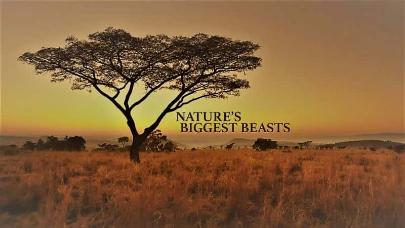 ¼ƬȻϵ 38  7 ֣ȻҰ Nature Series 38 Part 7: Natures Biggest Beasts1080P-Ļ/Ļ