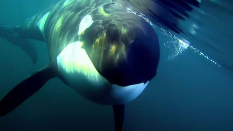 ¼Ƭһֻ¬ȵĻ (BBC) A Killer Whale Called Luna (BBC)Ļ/Ļ