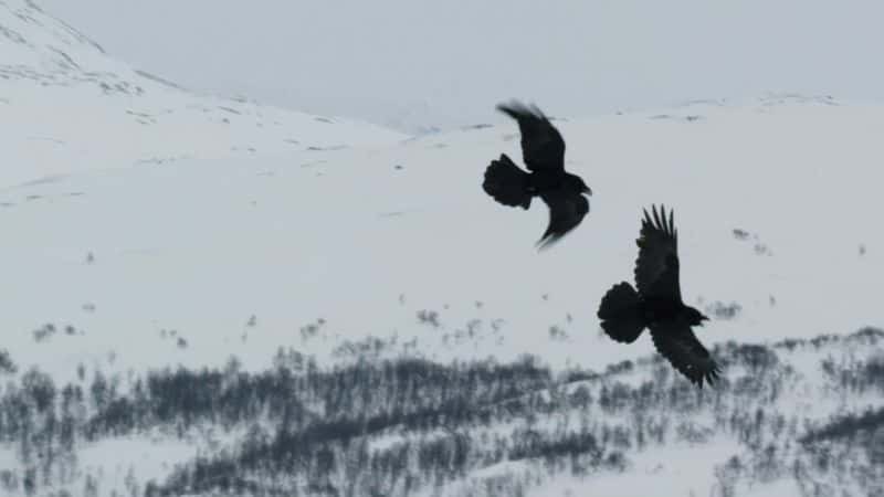 ¼Ƭ󣺱С Lemming: The Little Giant of the North1080P-Ļ/Ļ