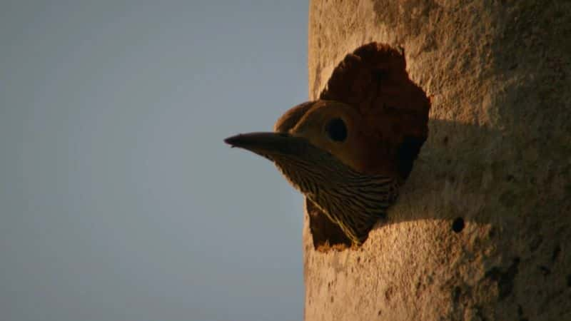 ¼ƬȻ磺ҰŰͼձ֮õ 1  Natural World : Wild Cuba a Caribbean Journey Part 11080P-Ļ/Ļ