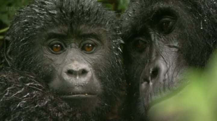 ¼ƬɽشɣBBC Mountain Gorilla (BBC)Ļ/Ļ